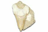 Otodus Shark Tooth Fossil in Rock - Morocco #376161-1